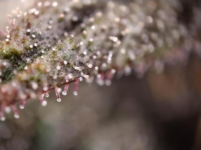 Purple Banana. Week 11