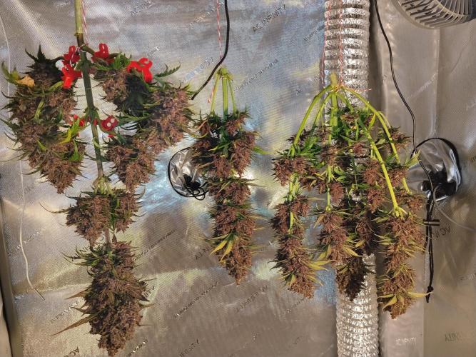 Purple Banana. Week 11