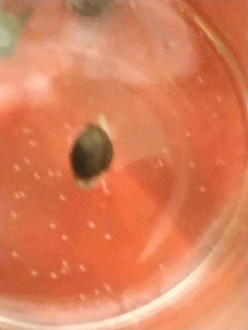 Guava. Week 0