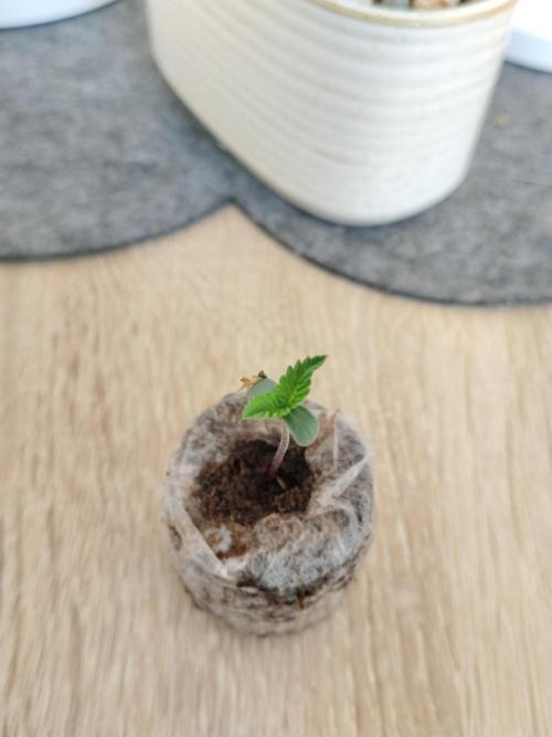 Guava. Week 1