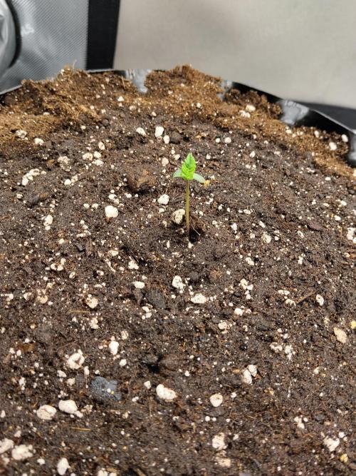 Guava. Week 1
