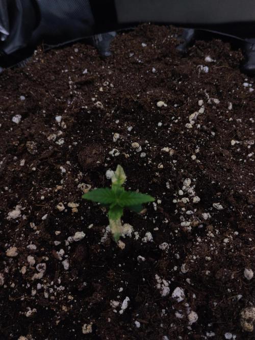 Guava. Week 2