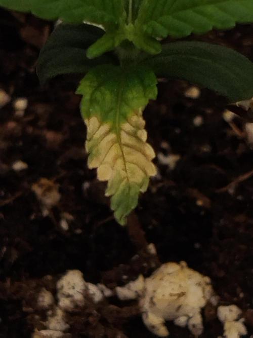 Guava. Week 2