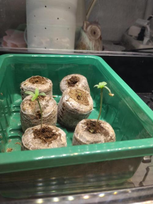 Apple Fritter Auto. Week 1