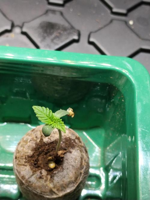 Apple Fritter Auto. Week 1