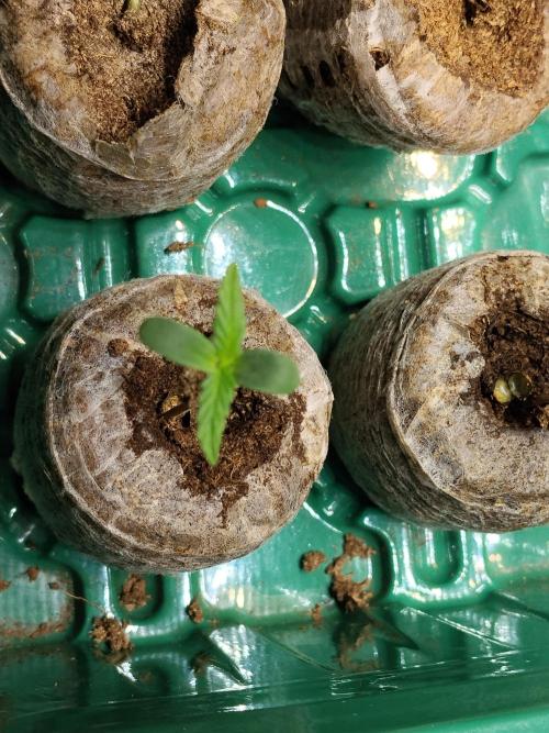 Apple Fritter Auto. Week 1