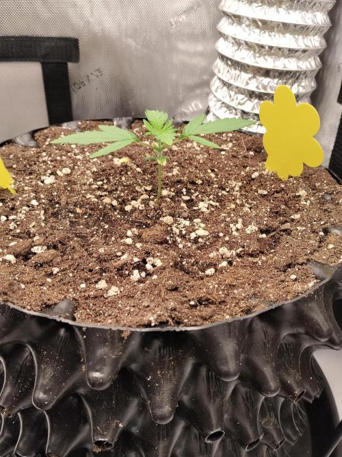 Guava. Week 3