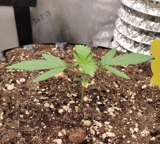 Guava. Week 3