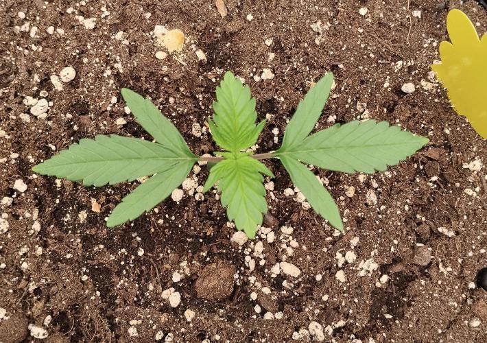 Guava. Week 3