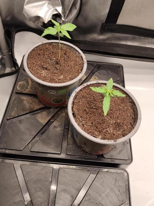 Apple Fritter Auto. Week 2