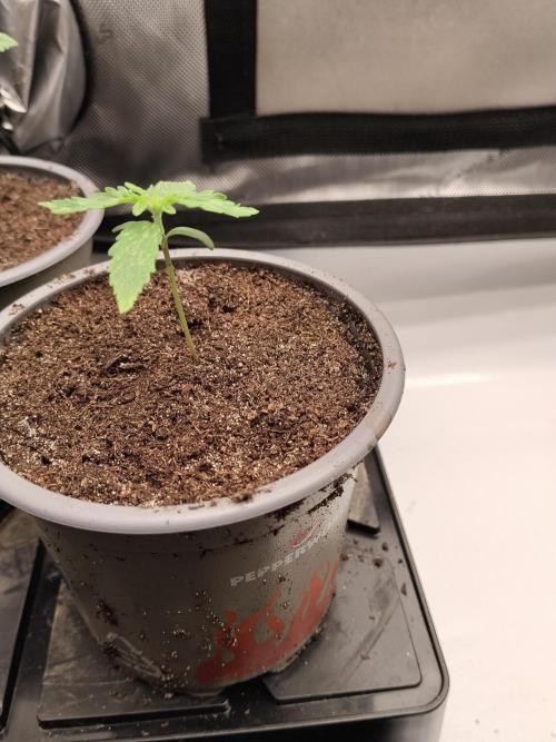 Apple Fritter Auto. Week 2