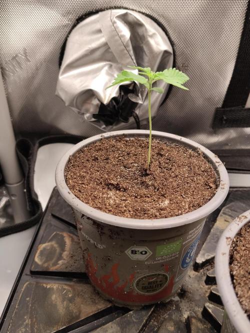 Apple Fritter Auto. Week 2