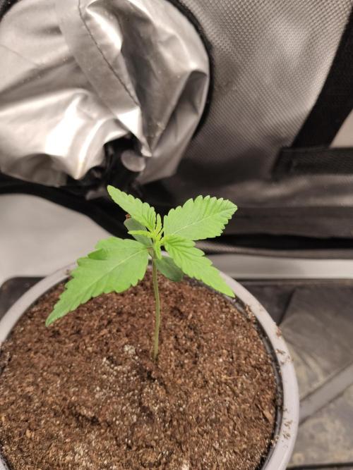 Apple Fritter Auto. Week 2