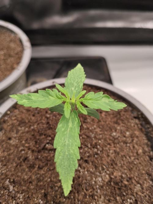 Apple Fritter Auto. Week 2