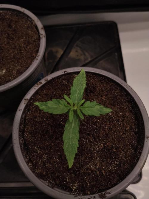 Apple Fritter Auto. Week 2