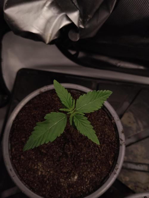 Apple Fritter Auto. Week 2