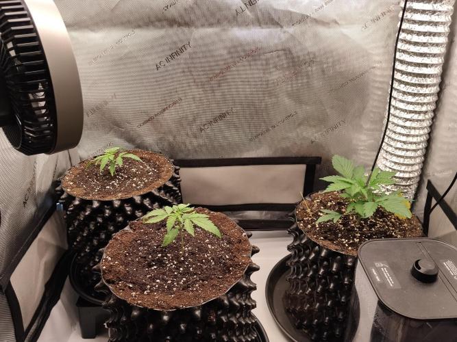 Apple Fritter Auto. Week 3