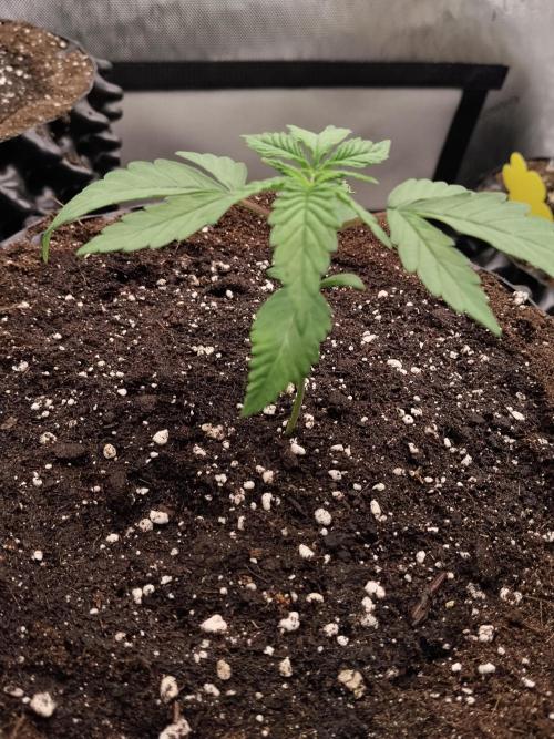 Apple Fritter Auto. Week 3