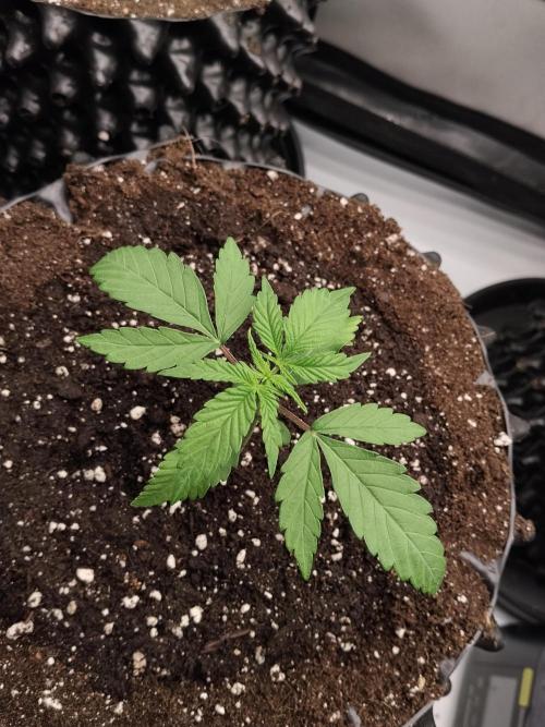 Apple Fritter Auto. Week 3