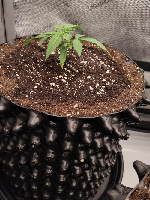 Apple Fritter Auto. Week 3