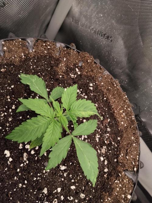 Apple Fritter Auto. Week 3