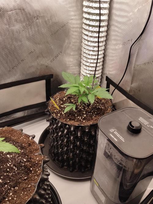 Guava. Week 4