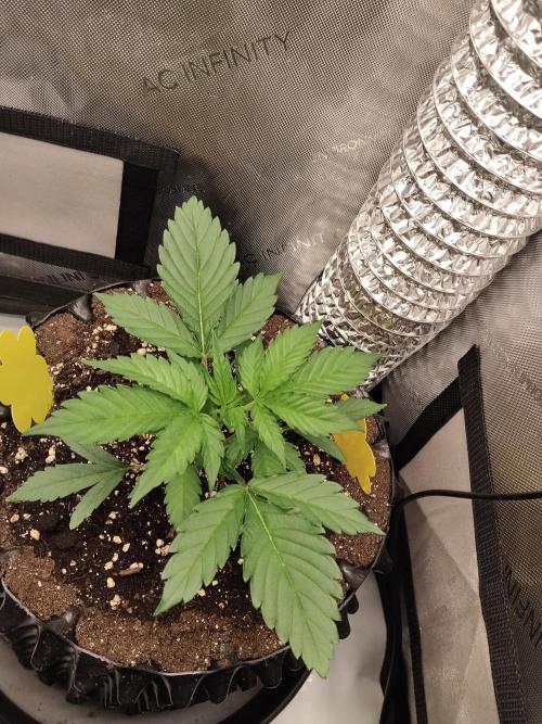 Guava. Week 4