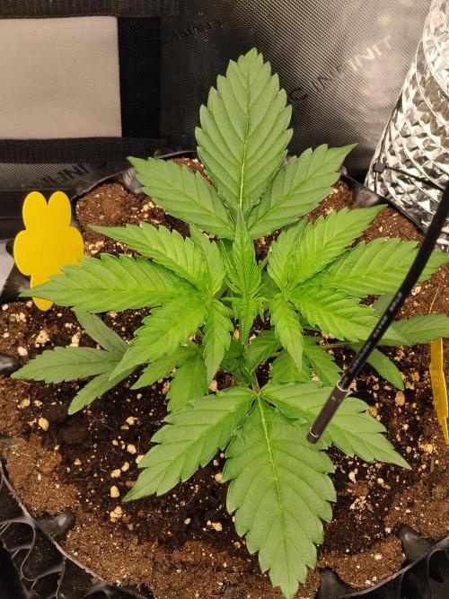 Guava. Week 4