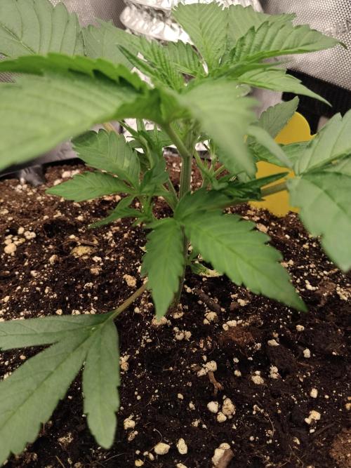 Guava. Week 4
