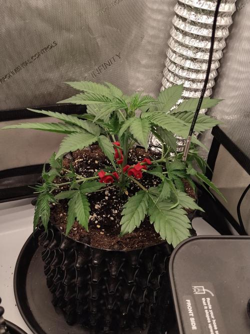 Guava. Week 5