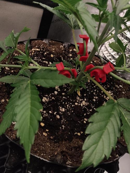 Guava. Week 5