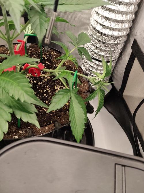 Guava. Week 5