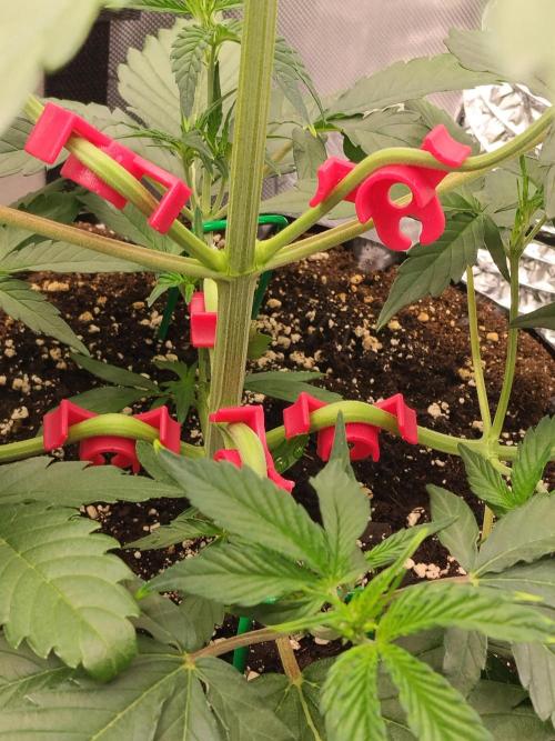 Guava. Week 5