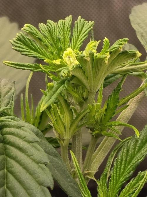 Guava. Week 5 - 4 Tage nach dem fiming