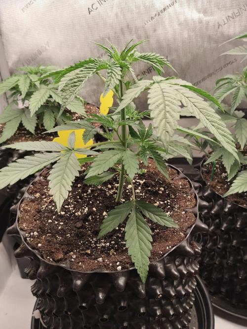 Apple Fritter Auto. Week 4