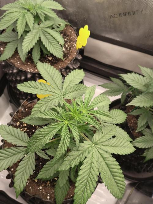Apple Fritter Auto. Week 4