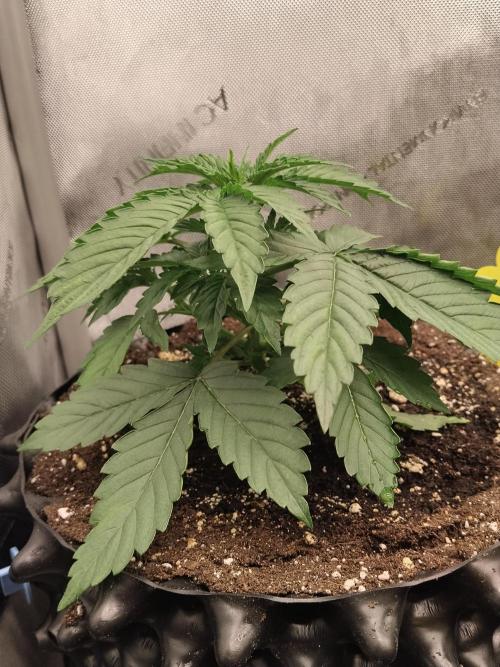 Apple Fritter Auto. Week 4