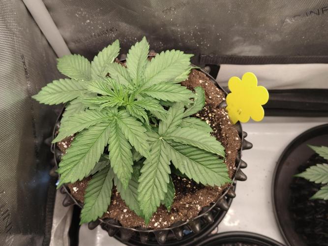 Apple Fritter Auto. Week 4