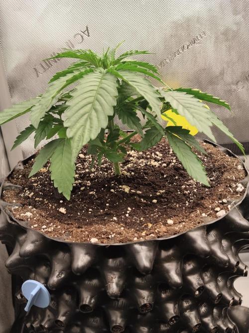 Apple Fritter Auto. Week 4