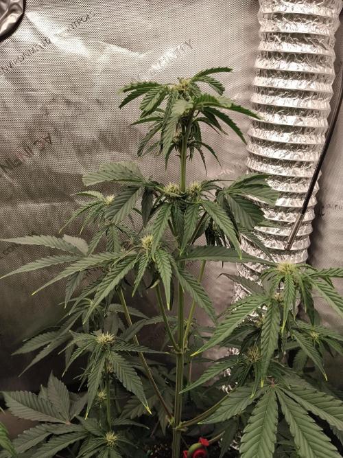 Guava. Week 6 - Nach dem entlauben 
