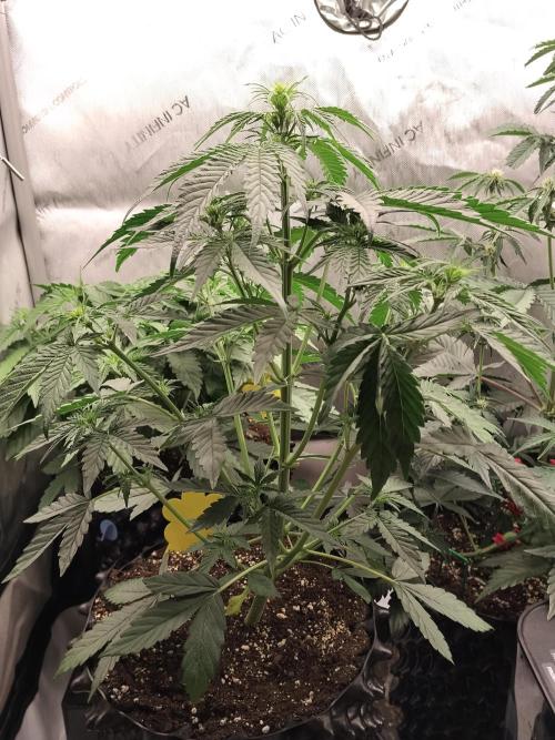 Apple Fritter Auto. Week 5 - Nr1
