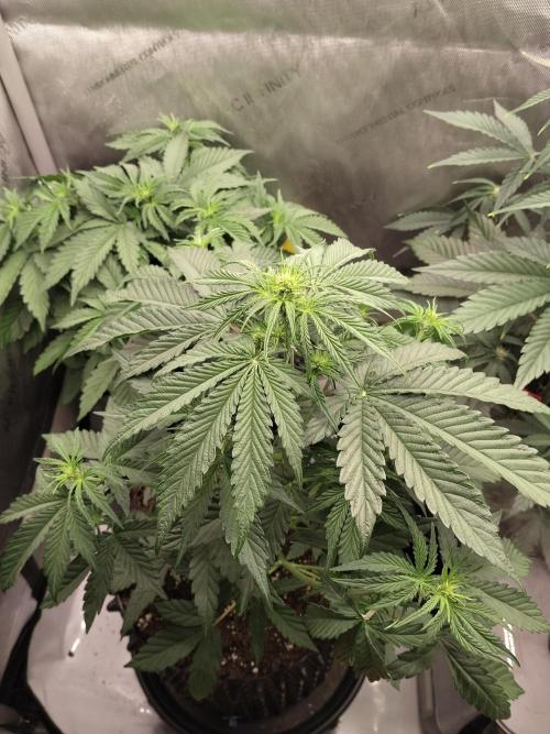 Apple Fritter Auto. Week 5 - Nr1