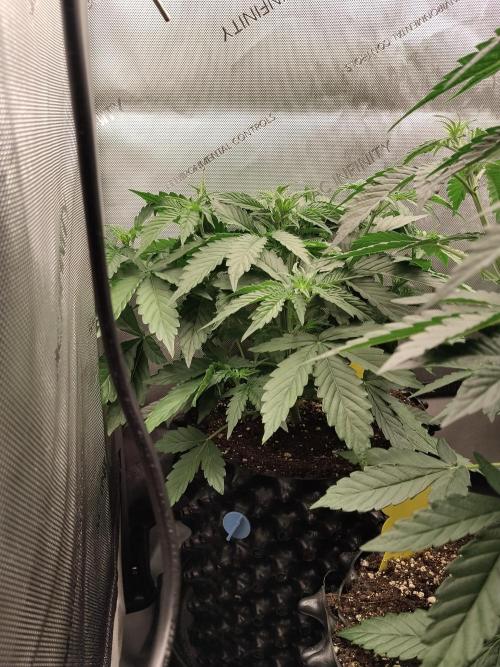 Apple Fritter Auto. Week 5 - Nr2 vor dem entlauben 