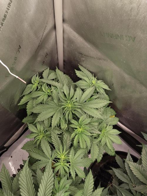 Apple Fritter Auto. Week 5 - Nr2 vor dem entlauben 