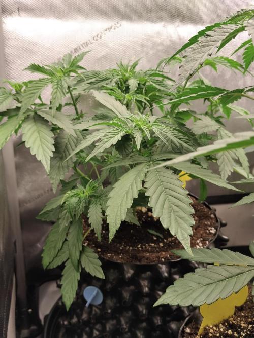 Apple Fritter Auto. Week 5 - Nr2 nach dem entlauben 