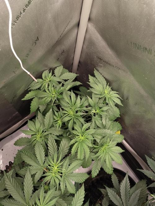 Apple Fritter Auto. Week 5 - Nr2 nach dem entlauben 