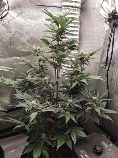 Guava. Week 7