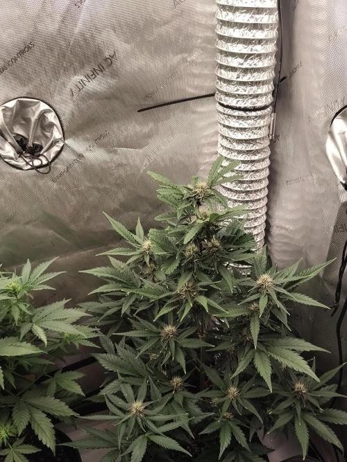 Guava. Week 7