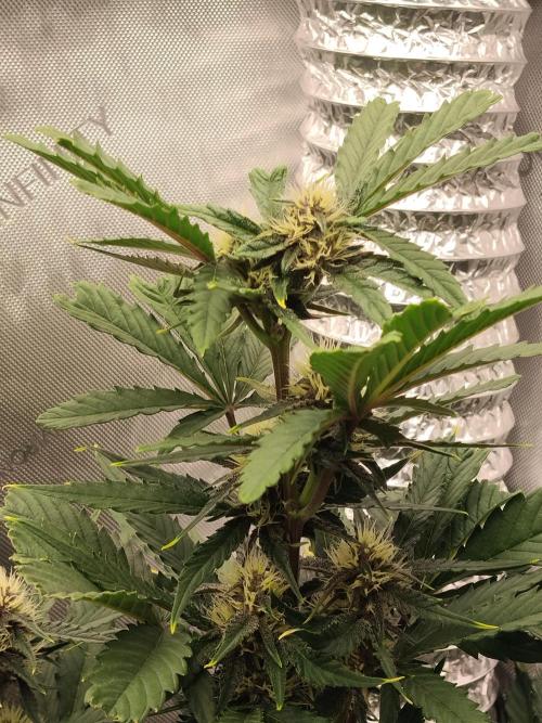 Guava. Week 7