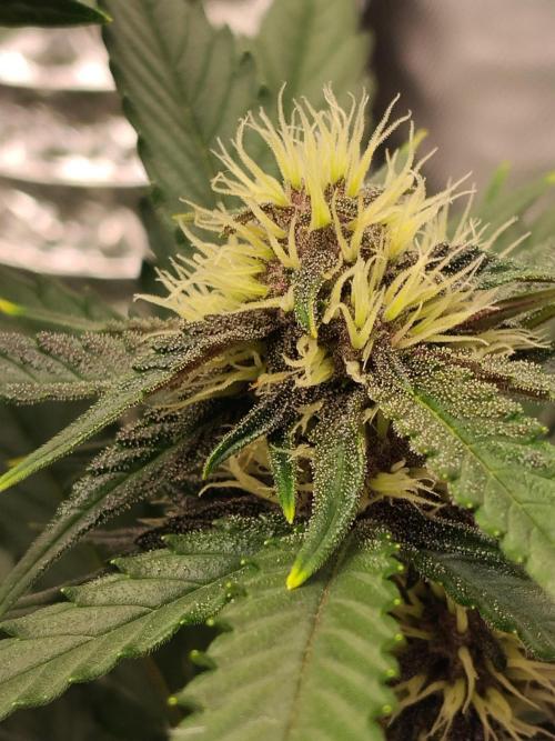 Guava. Week 7